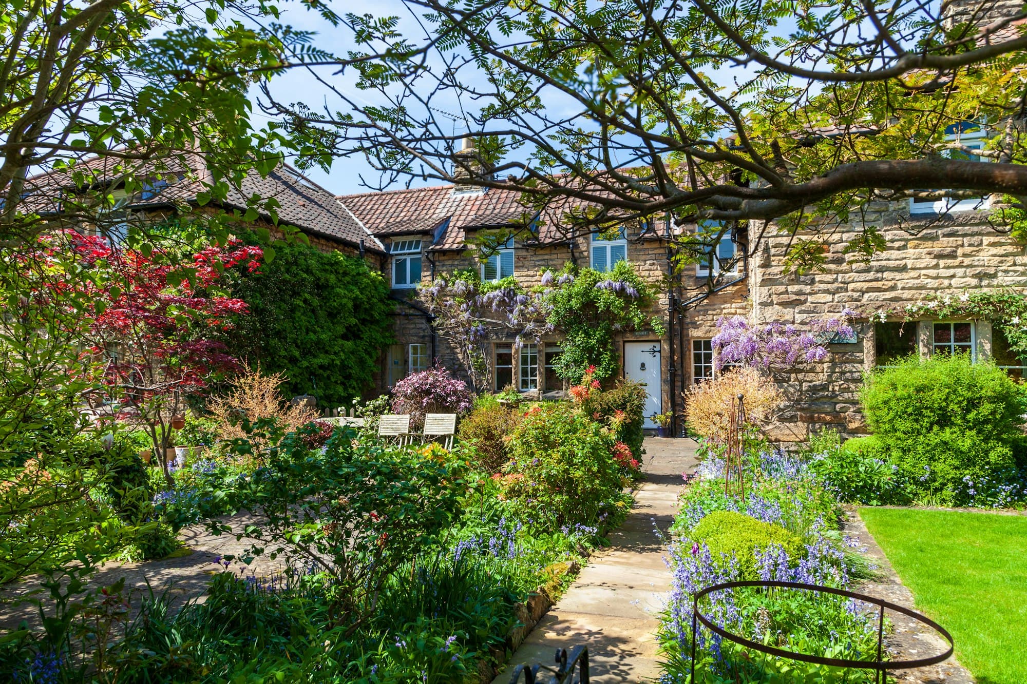 Sonniger Cottage-Garten mit blühendem Blauregen vor einem Natursteinhaus